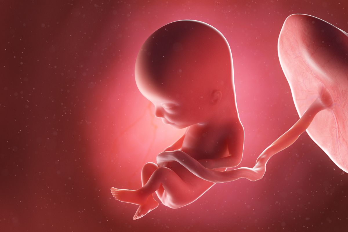 Bebeluș în curs de dezvoltare, cu cordon ombilical și placentă, cu mâinile pe burtică, genunchii flexați și picioarele încrucișate, în săptămâna 13 de sarcină