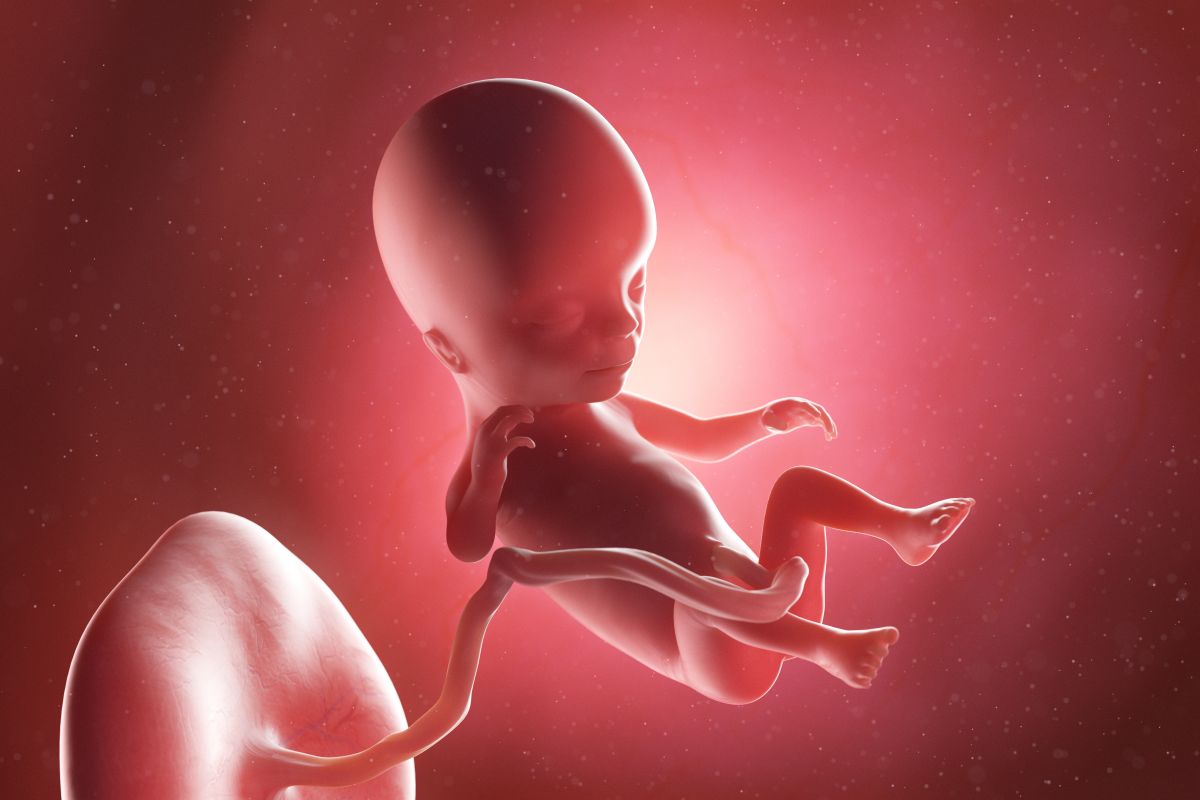 Bebeluș în curs de dezvoltare, cu cordon ombilical și placentă, cu genunchi flexați, în săptămâna 14 de sarcină
