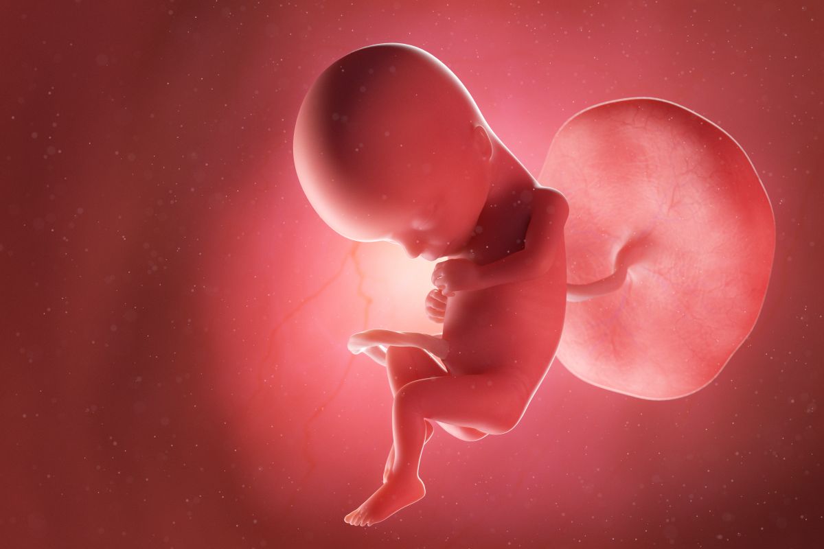 Bebeluș în curs de dezvoltare, cu cordon ombilical și placentă, mâinile la piept și genunchii flexați, în săptămâna 15 de sarcină