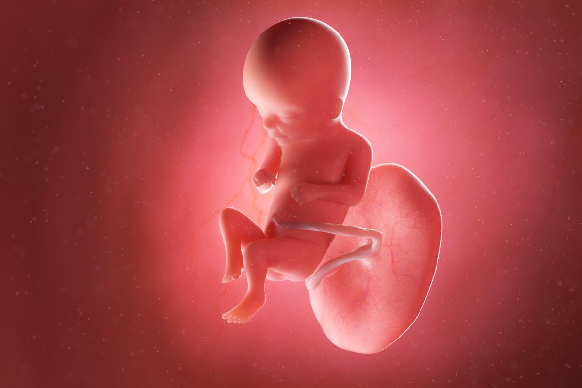 Bebeluș în curs de dezvoltare, cu cordon ombilical și placentă, cu mâinile la piept și genunchii flexați, în săptămâna 16 de sarcină