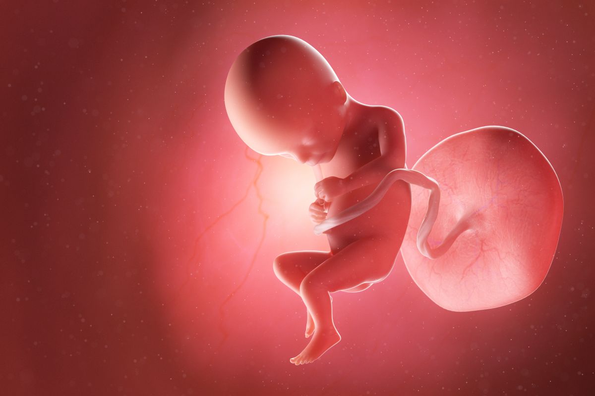 Bebeluș în curs de dezvoltare, cu cordon ombilical și placentă, cu genunchii flexați și mâinile împreunate, în săptămâna 17 de sarcină