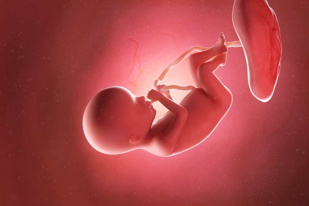 Bebeluș în curs de dezvoltare, cu cordon ombilical și placentă, cu degetul la gură și genunchii flexați, în săptămâna 20 de sarcină