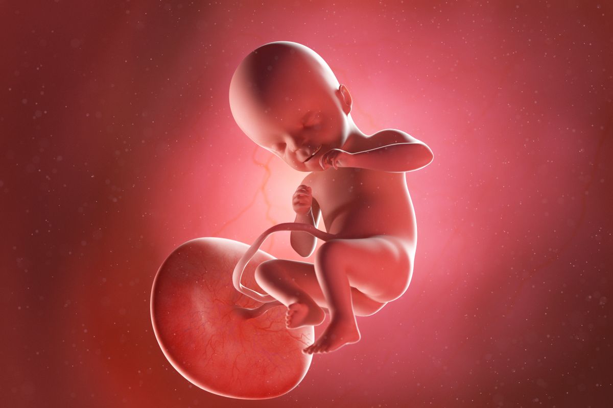 Bebeluș în curs de dezvoltare, cu cordon ombilical și placentă, cu o mână la gură și genunchii flexați, în săptămâna 21 de sarcină