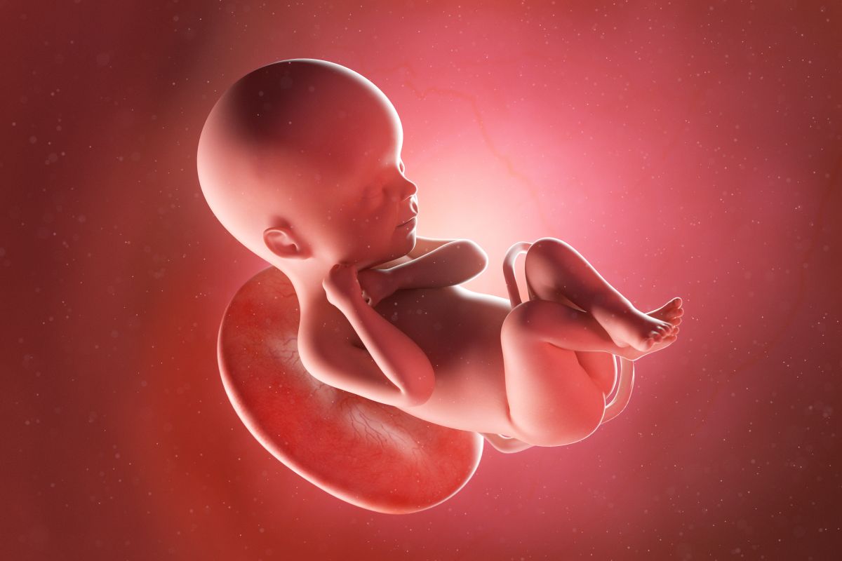 Bebeluș în curs de dezvoltare, cu cordon ombilical și placentă, cu mâinile la gât, genunchii flexați și picioarele încrucișate, în săptămâna 24 de sarcină