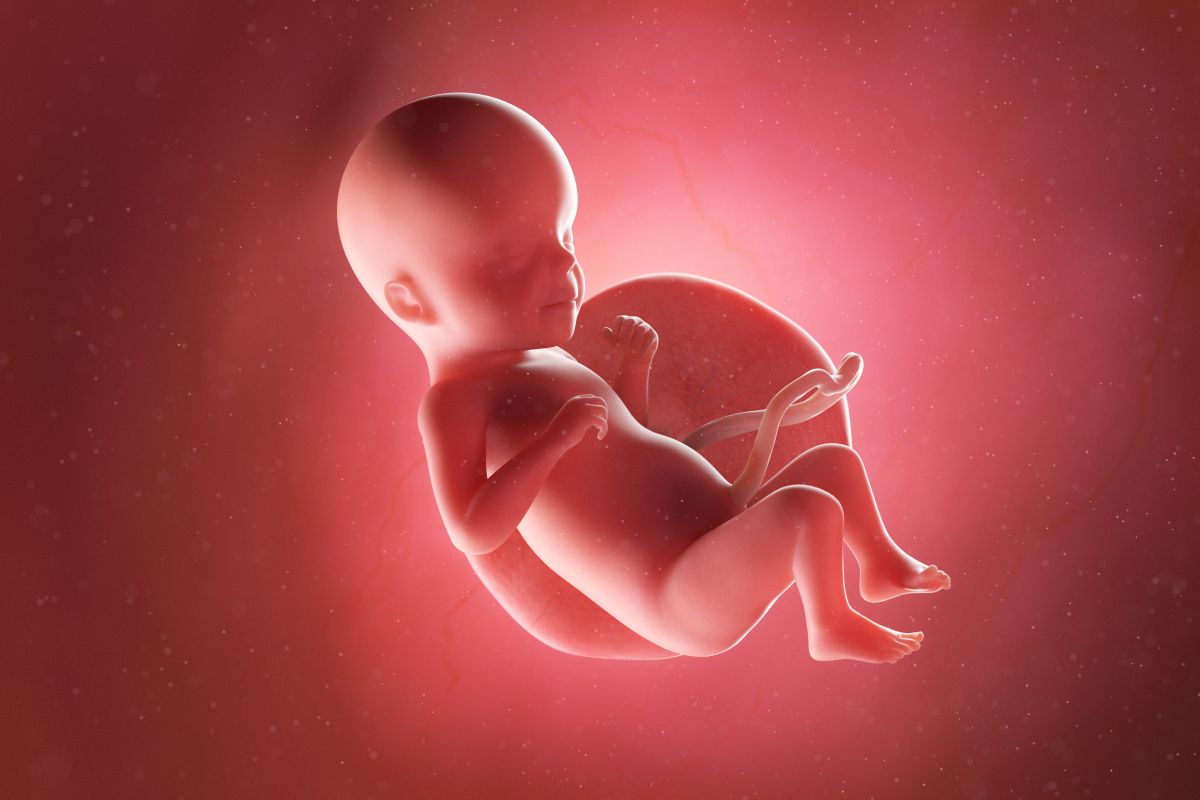 Bebeluș în curs de dezvoltare, cu cordon ombilical și placentă, cu coatele îndoite și genunchii flexați, în săptămâna 26 de sarcină