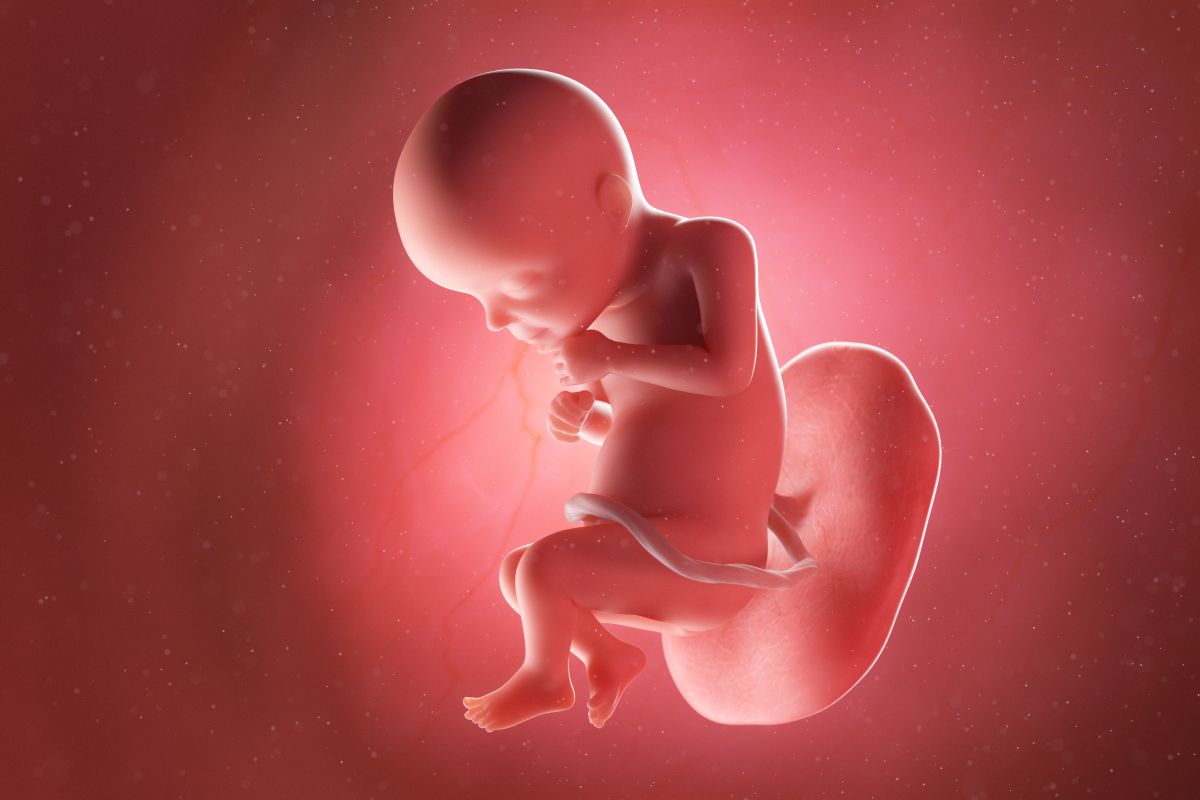 Bebeluș în curs de dezvoltare, cu cordon ombilical și placentă, cu mânile la piept și piciaorele încrucișate în săptămâna 28 de sarcină