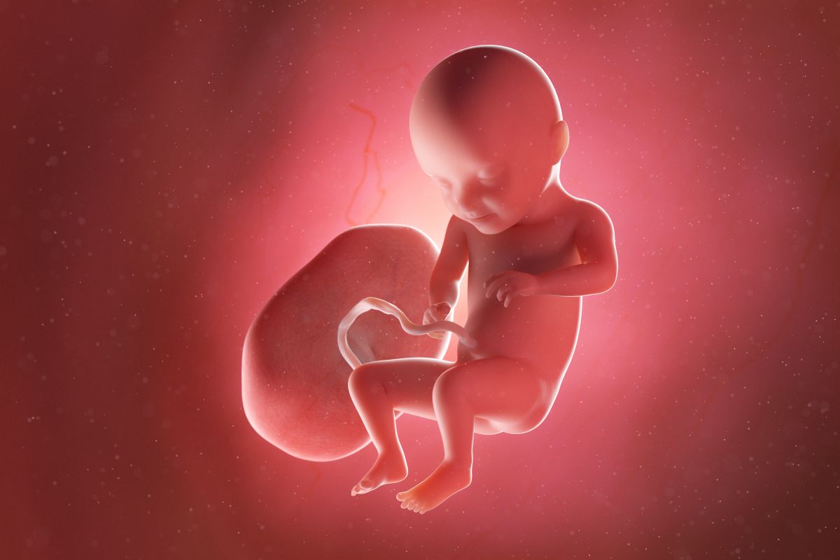 Bebeluș în curs de dezvoltare, cu cordon ombilical și placentă, cu mâinile pe lângă corp și genunchii flexați, în săptămâna 31 de sarcină