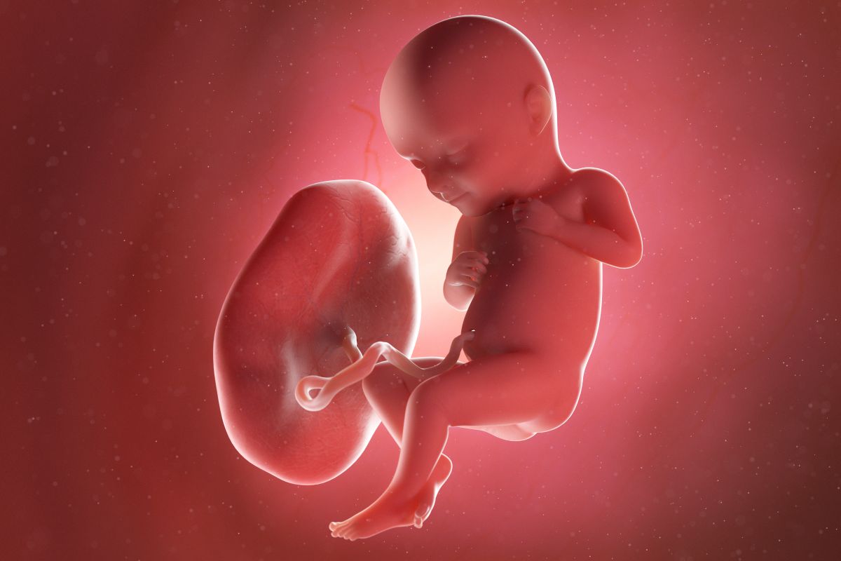 Bebeluș în curs de dezvoltare, cu cordon ombilical și placentă, cu picioarele încrucișate și coatele îndoite, în săptămâna 32 de sarcină