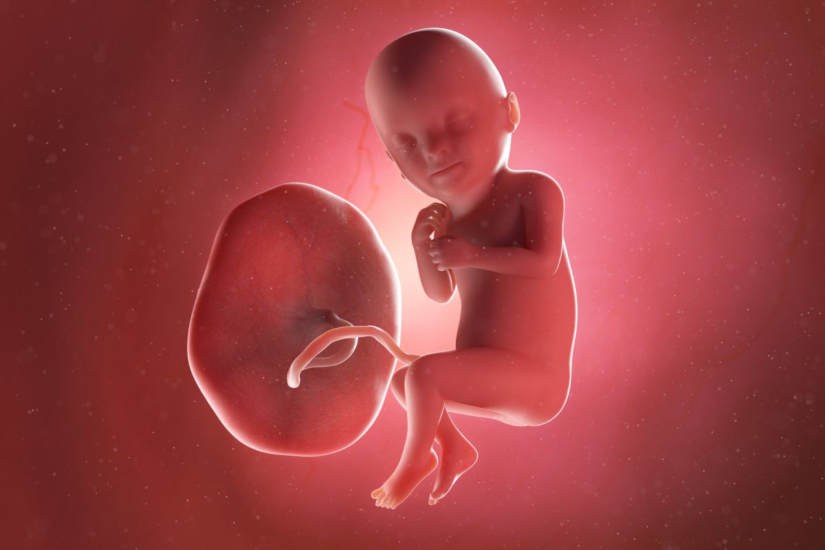 Bebeluș în curs de dezvoltare, cu cordon ombilical și placentă, cu mâinile la piept și picioarele încrucișate, în săptămâna 33 de sarcină