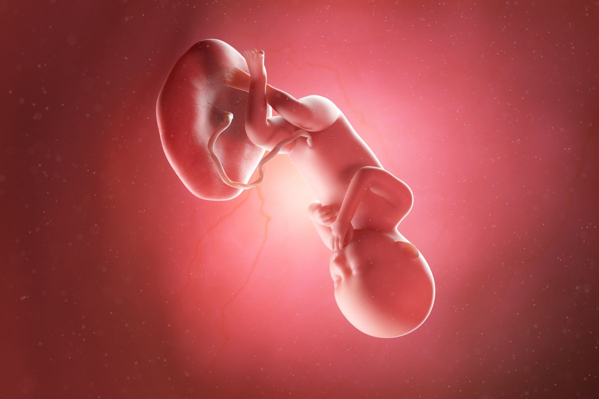 Bebeluș în curs de dezvoltare, cu cordon ombilical și placentă, cu capul în jos, mâinile la gură și picioarele încrucișate, în săptămâna 36 de sarcină