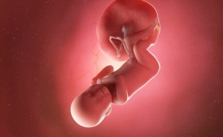 Bebeluș în curs de dezvoltare, cu cordon ombilical și placentă, cu capul în jos și palmele lângă un obraz și picioarele încrucișate, cu genunchii flexați, în săptămâna 41 de sarcină