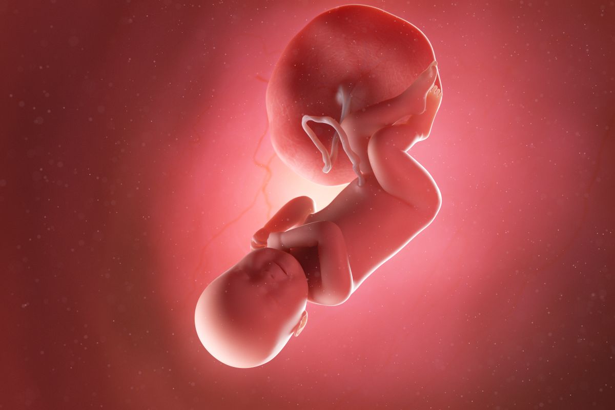 Bebeluș în curs de dezvoltare, cu cordon ombilical și placentă, cu capul în jos și palmele lângă un obraz și picioarele încrucișate, cu genunchii flexați, în săptămâna 41 de sarcină