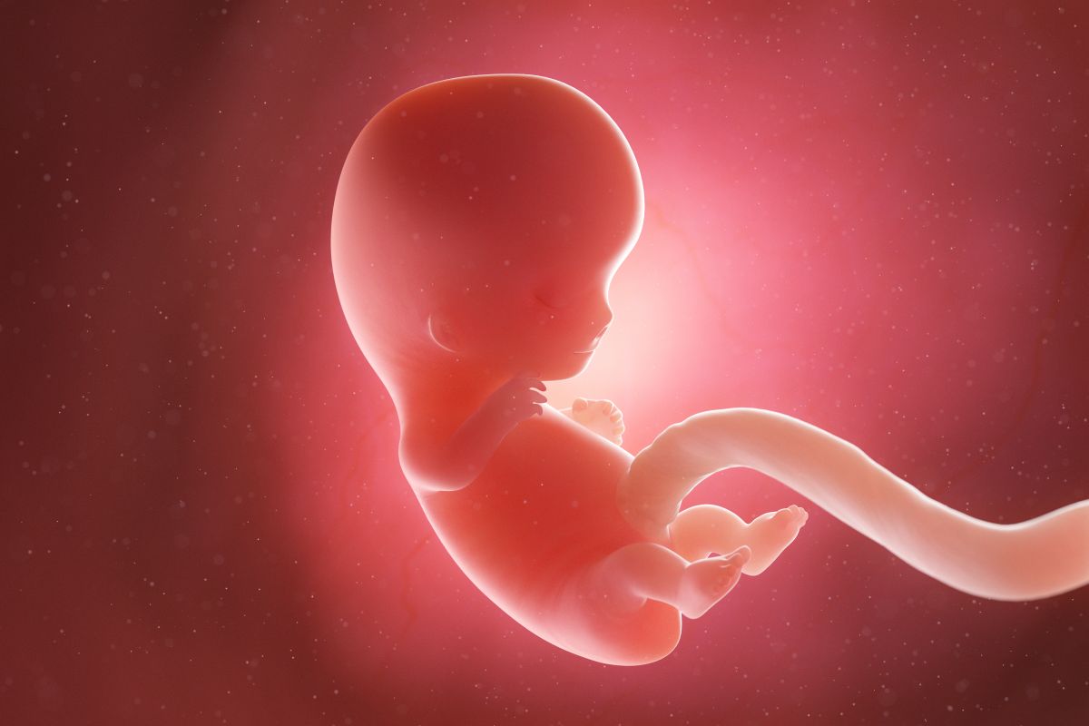 Bebeluș în curs de dezvoltare, cu cordon ombilical, în săptămâna 9 de sarcină