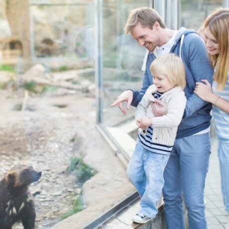 Familie cu copilul la zoo, tatăl îl ține ridicat pe copil să poată vedea un ursuleț care e de partea cealaltă a geamului, iar mama îl tine pe tată de braț, ilustrând activități de weekend