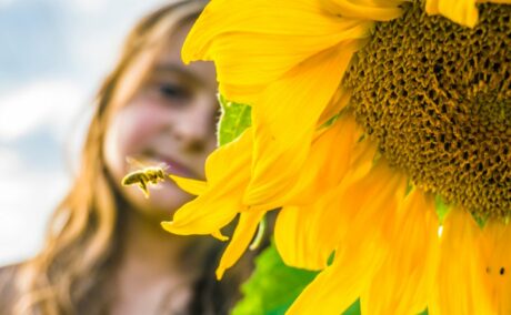 Albină care se îndreaptă spre o pălărie de floarea-soarelui, iar în spate se află o fetiță care o privește, ilustrând înțepăturile de albine la copii
