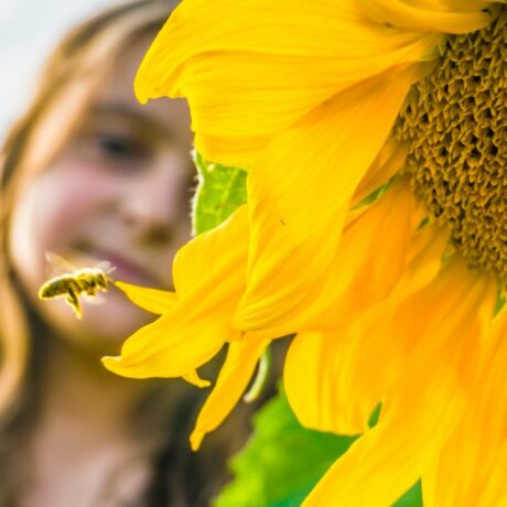 Albină care se îndreaptă spre o pălărie de floarea-soarelui, iar în spate se află o fetiță care o privește, ilustrând înțepăturile de albine la copii
