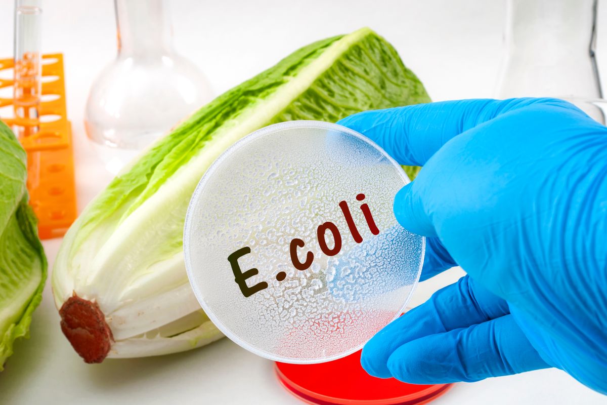Mână acoperită cu o mănușă albastră, care ține un recoltator de probă rotund, pe care scrie E. coli, iar în spate se vede o salată si eprubete portocalii