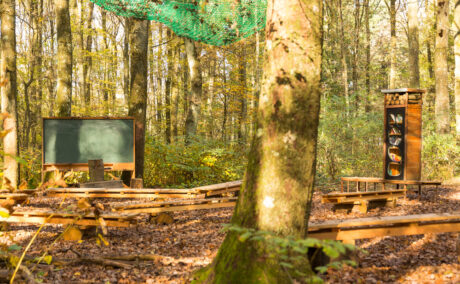 O clasă organizată în pădure