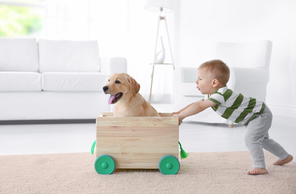Băiețel împinge o cutie de lemn în care se află un câine