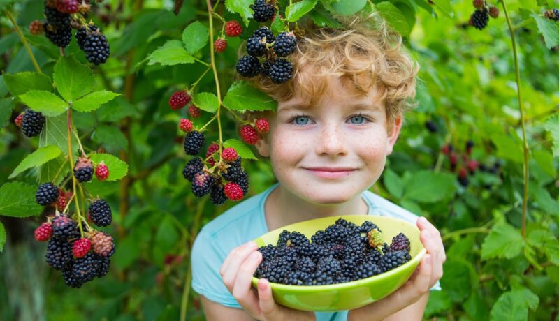 Momentul în care poți introduce murele în alimentația copilului. Sfaturi simple pentru diversificare