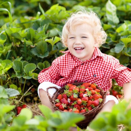 Un băiețel care stă pe jos într-un câmp de căpșuni și ține în brațe un coș plin cu acestea