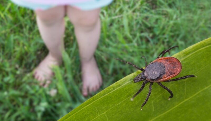 Boala Lyme la bebeluși și copii mici: cum se manifestă și ce poți face pentru copilul tău