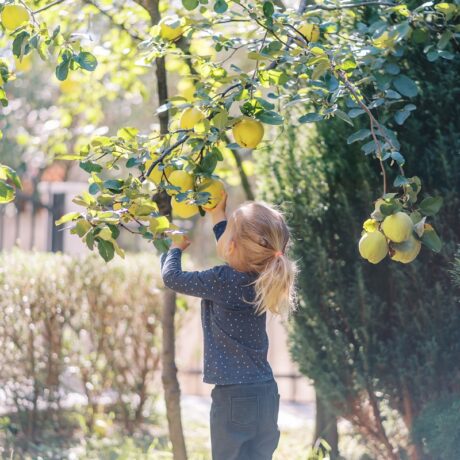 Momentul în care poți introduce gutuile în alimentația copilului. Sfaturi simple pentru diversificare