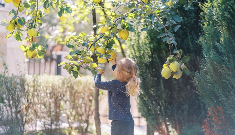 Momentul în care poți introduce gutuile în alimentația copilului. Sfaturi simple pentru diversificare